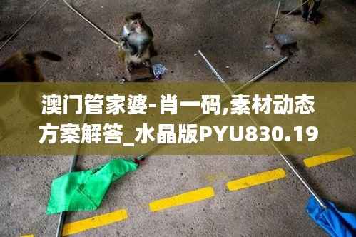 澳门管家婆-肖一码,素材动态方案解答_水晶版PYU830.19