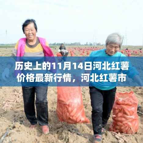 历史上的11月14日河北红薯市场深度洞察,价格变迁与最新行情洞察