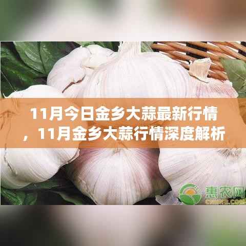 11月金乡大蒜行情深度解析,市场走势与多方观点探讨