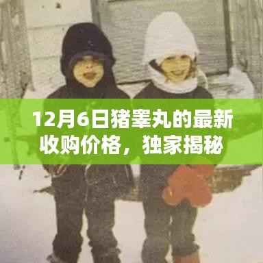 独家揭秘，科技重塑猪睾丸收购价格，智能监测引领新时代！