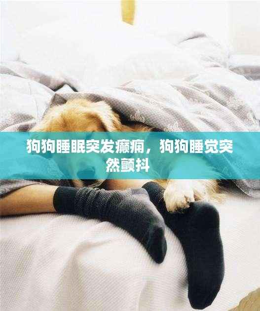 狗狗睡眠突发癫痫,狗狗睡觉突然颤抖