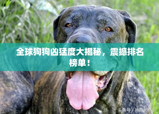 全球狗狗凶猛度大揭秘,震撼排名榜单!