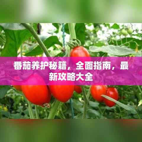 番茄养护秘籍,全面指南,最新攻略大全
